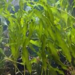 Live Saltwater Caulerpa Prolifera Macro Algae