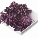 Todd's Seeds Rambo Sprouting Radish Seeds - Beautiful Red/Purple Colored Sprout, Non-GMO, Chemical Free, High Germination (1/2 Pound)