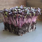 Rambo Purple Sprouting Radish Garden Seeds - 1 Lb - Non-GMO, Sprouting, Vegetable Gardening & Microgreens - Raphanus sativus